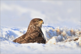 <p>KÁNĚ LESNÍ (Buteo buteo) /Common buzzard - Mäusebussard/</p>
